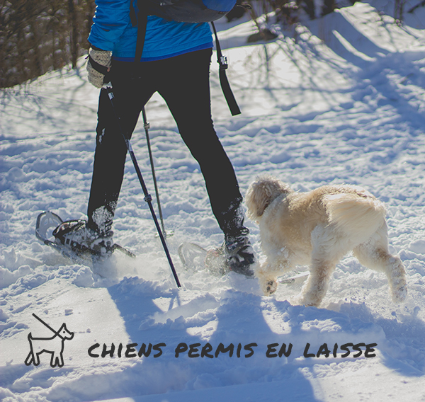 Chiens admis en laisse